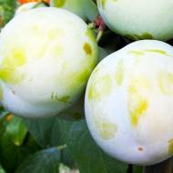 Саджанець Слива Рання Біла (тип ренклод)